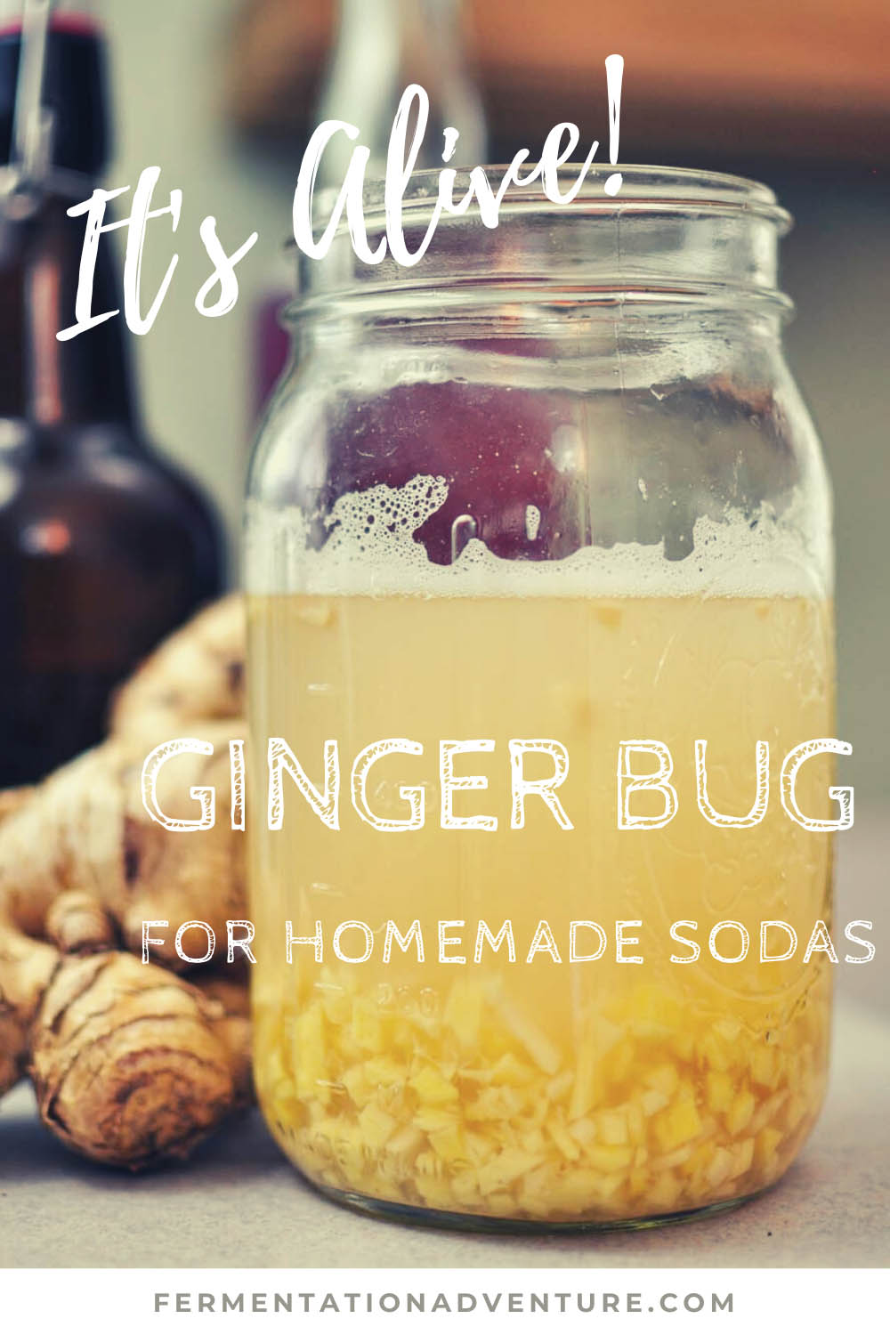 How to Make a Ginger Bug for Homemade Soda - The Fermentation Adventure