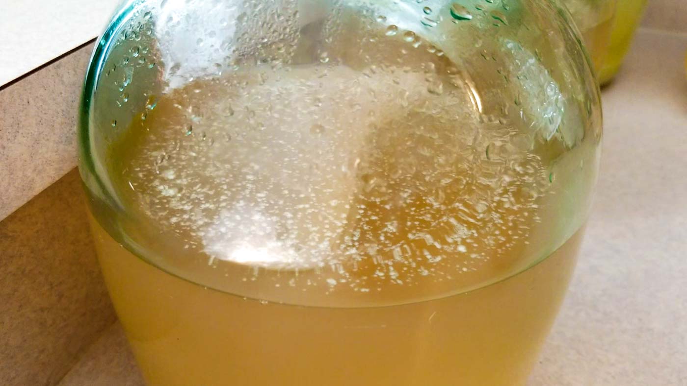 Making ginger ale soda with ginger bug