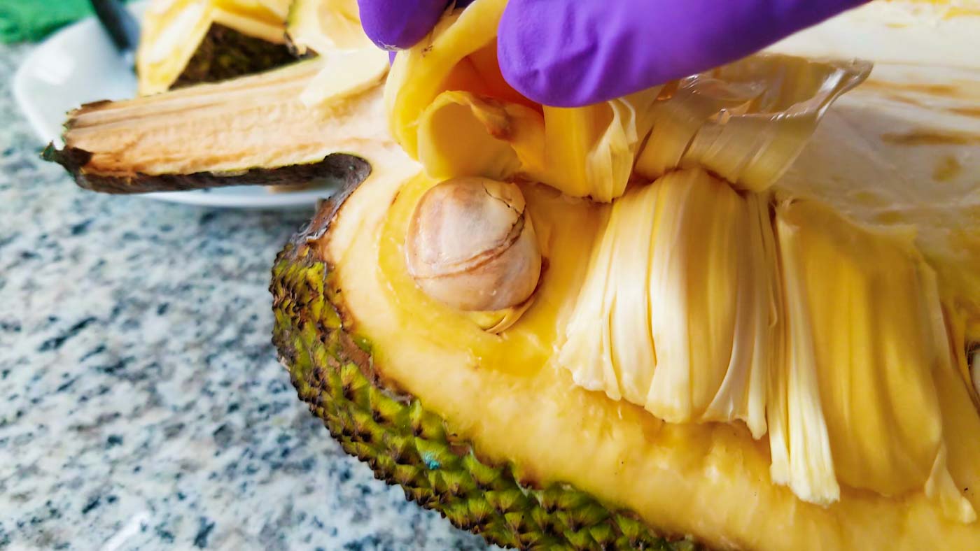 Inside of a jackfruit
