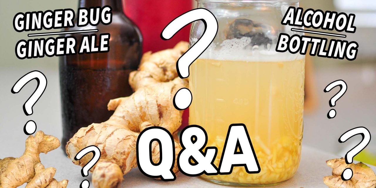 Ginger Bug & Ginger Ale FAQs | Your Questions on Fermented Drinks!