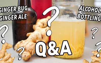 Ginger Bug & Ginger Ale FAQs | Your Questions on Fermented Drinks!