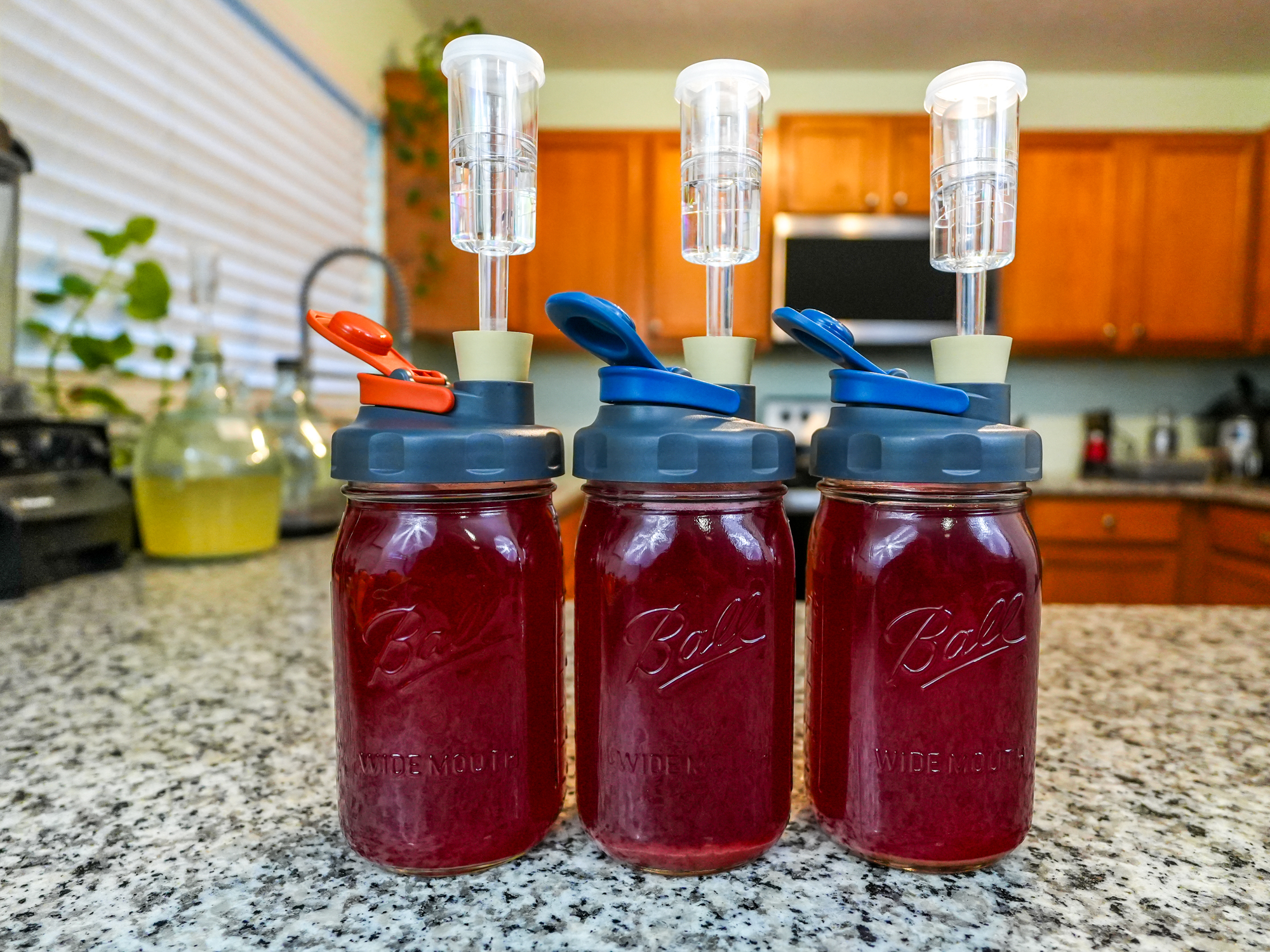 Fermented Hibiscus Tea with a Ginger Bug 🌸 3 Easy Recipes - The ...