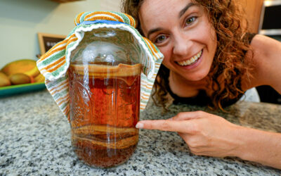 How to Make a Kombucha SCOBY Hotel